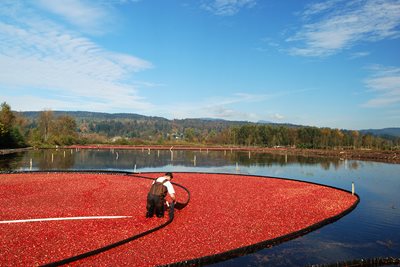 worker gathering cranberries