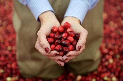 cranberries gathered on a hand 