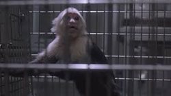 angry-looking monkey in a cage
