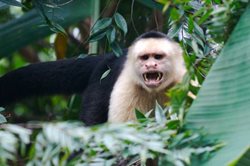 angry-looking monkey