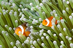 clownfishes